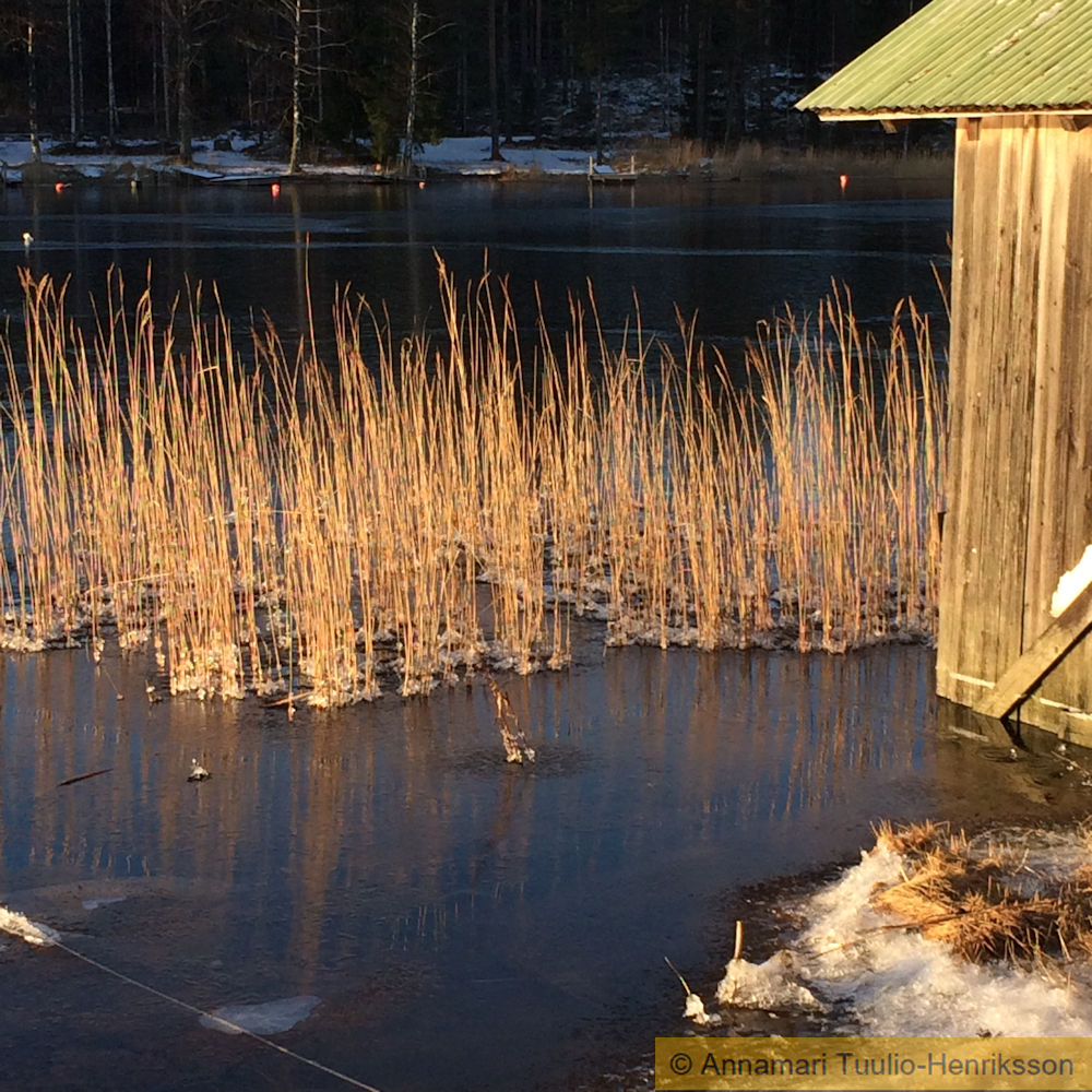 Kultaiset kaislat kansikuvana